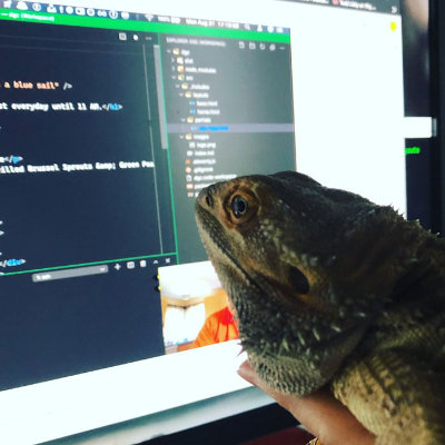 Ash (bearded dragon), laying in my hand and appearing to be reviewing code.