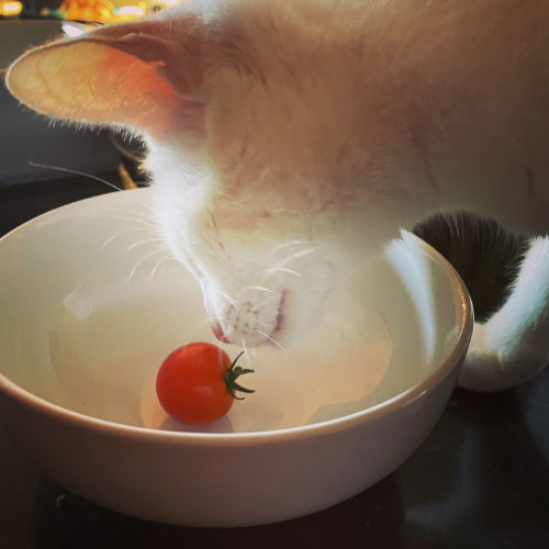 Bertie sniffing a single cherry tomato in a white bowl.
