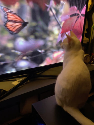 Bertie sitting inches away from a large television, watching a video of a butterfly.