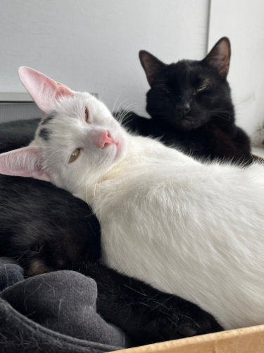 Raimi, a large black cat, cuddling with Bertie in a box.