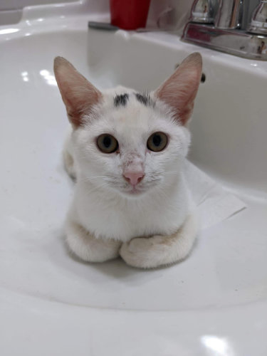 Small white kitten sitting in a cat-loaf position in a bathroom sink.