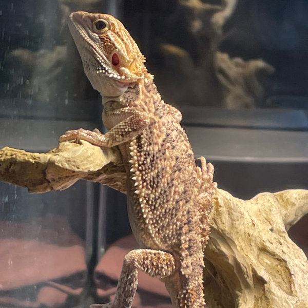 Finley/Finn (baby bearded dragon), hanging in a tree.