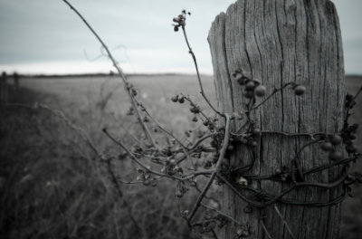 Black and white photo - weathered wooden fencepost with a vine and barbed wire wrapped around it. A large empty field, out of foucs, in the background.