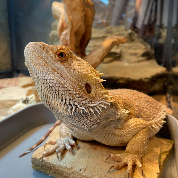 sam basking in his water bowl.