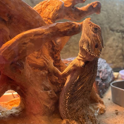 Sam, much larger baby bearded dragon weiging about 90 grams, leaning on his basking tree.