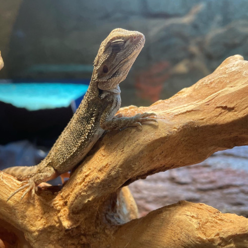 Sam, tiny baby bearded dragon weighing 11 grams, sitting in his basking tree.