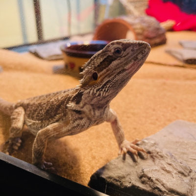 sylvie (baby bearded dragon), looking at the camera while partially standing on a basking rock.