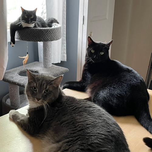 three of my cats. Two are laying on a desk and the third is in a cat tree. They appear to be having a meeting that they would prefer I hadn't interrupted.  