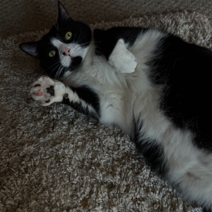 Tuxedo cat laying on his back on the floor with his front feet in the air making biscuits and showing all his toe beans on his right foot.