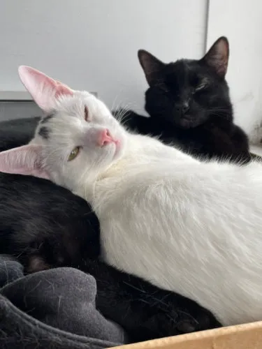 Raimi, a large black cat, cuddling with Bertie in a box.