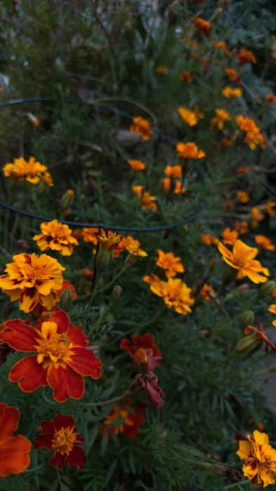 lots of red, organge, and yellow marigolds.