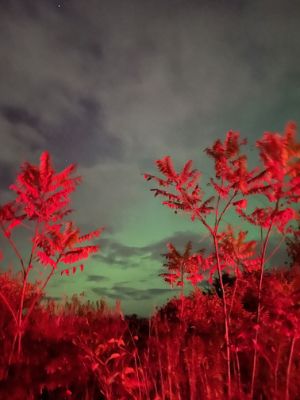 Bushes lit up brigh red with tail-lights and a sickly green sky.