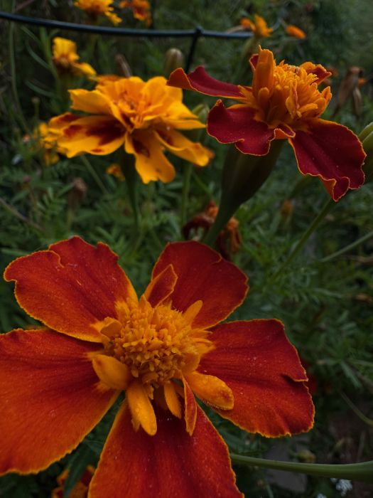 lots of red, organge, and yellow marigolds.
