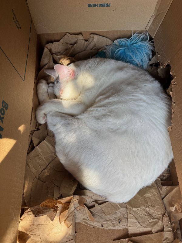Andrei White cat napping on a pile of brown packing paper in a box that's been chewed by him.