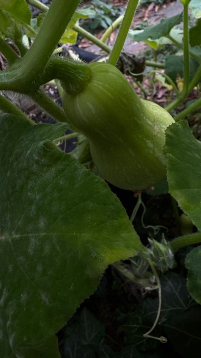 Growing butternut squash hiding in the leaves.
