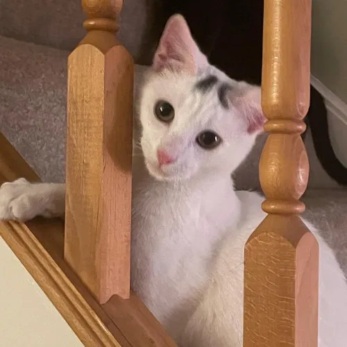 Bertie sitting on our stairs and looking out between the banister poles.