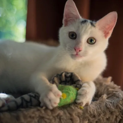 Bertie laying in a cat tree and holding a play mouse. He's looking attentive.