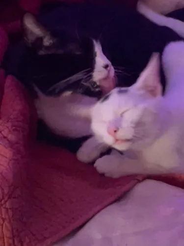 Andrei, a tuxedo cat, grooming Bertie's head.