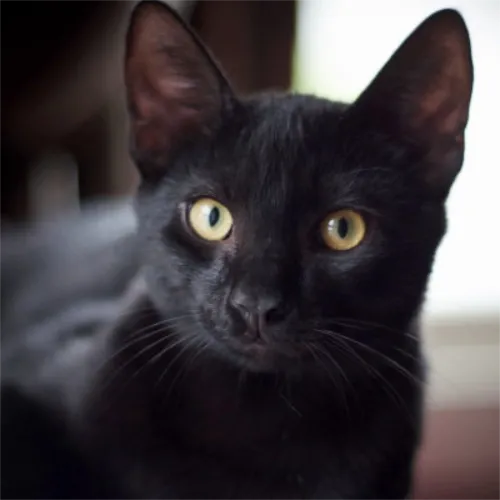 Kubrick (cat), looking very alert and possibly ready to pounce.