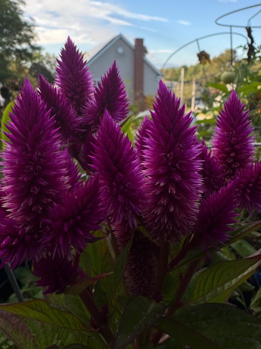 Bright purple celosia flowers that resemble upright fluffy spikes.