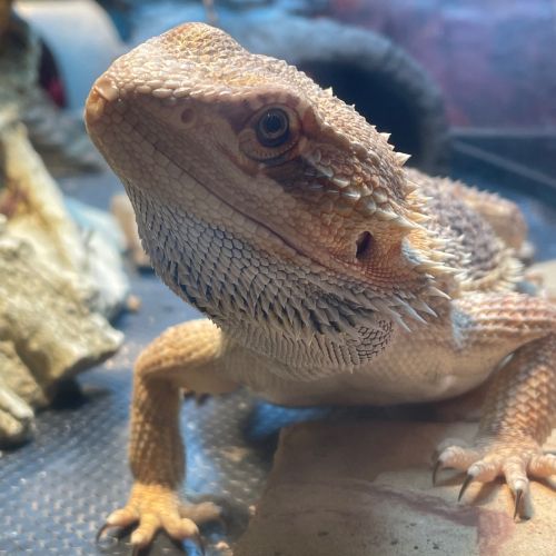 Finley/Finn (baby bearded dragon), close up.