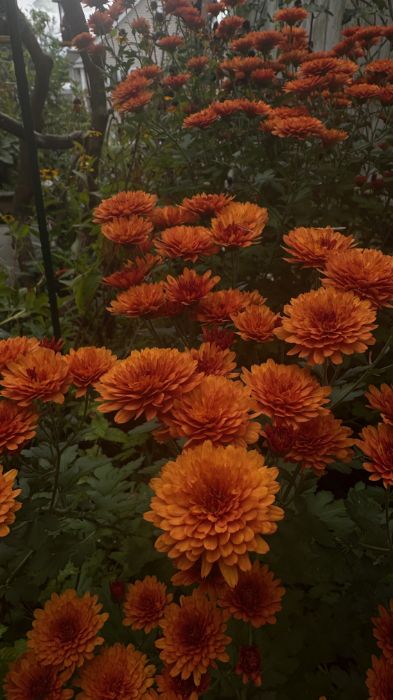 large chrysanthemum plant that's loaded with red-orange flowers.