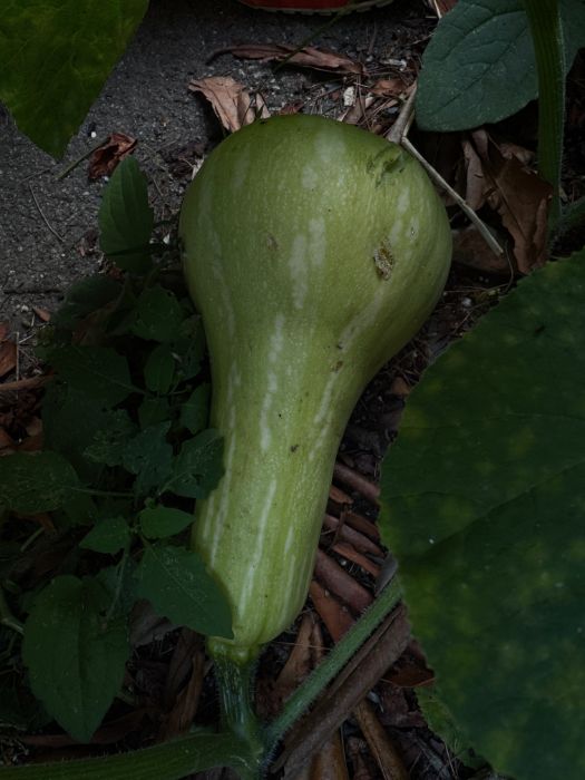 Growing butternut squash is looking more like a mature squash but is still very green.