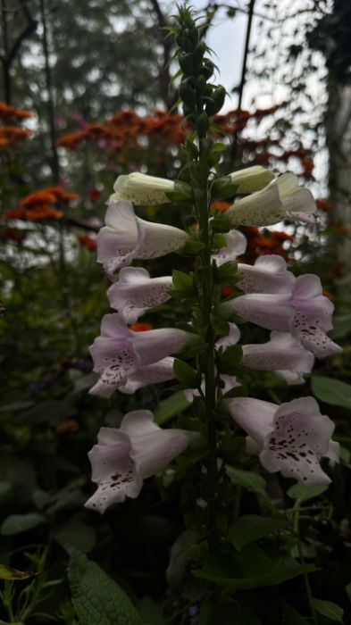 A single spike of foxglove blooms in the middle of my chrysanthemums.