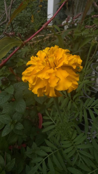 A single bright yellow marigold.