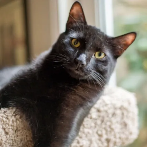 Raimi (cat), laying in the top of a cat tree, alert and interested in the camera.