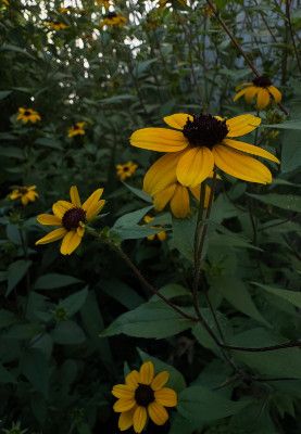 My huge patch of rudbeckia in full bloom with hundreds of bright yellow daisy-like flowers