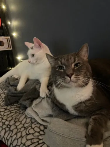 Anakin and Bertie cuddling in a cat bed together.